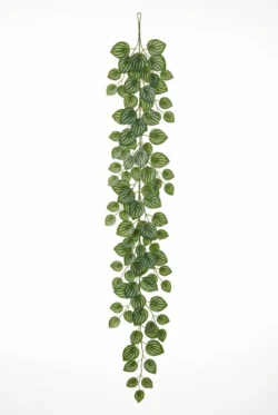 Peperomia Girlang 180cm - Grøn/Hvid