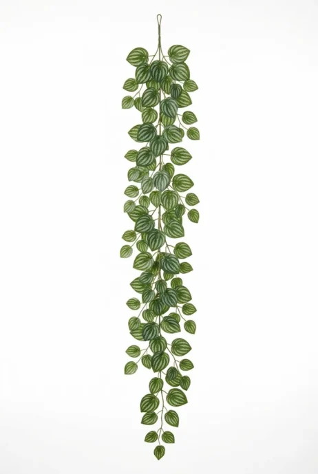 Peperomia Girlang 180cm - Grøn/Hvid